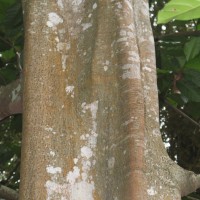 Treculia africana Decne. ex Trécul